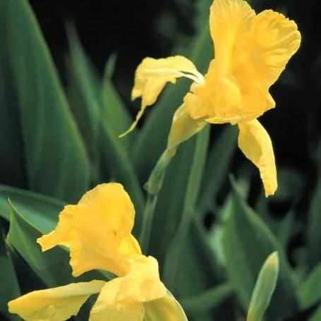 thumbnail for publication: Native Aquatic and Wetland Plants: Golden Canna: Canna flaccida